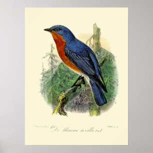 Affiche Bluebird vintage de l'Est par John Gerrard Keulema