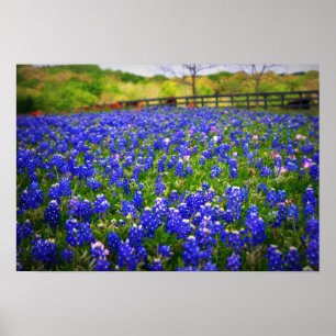 Affiche Bluebonnet de Texas