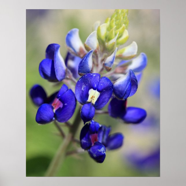 Affiche Bluebonnet du Texas (Devant)