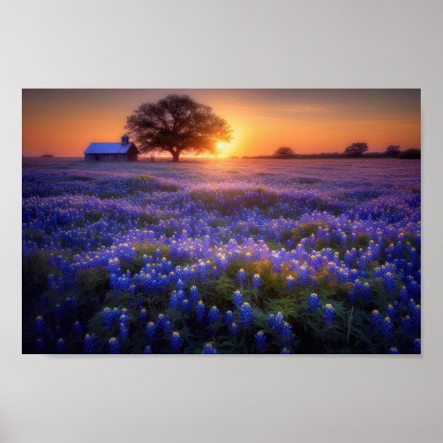 Affiche Bluebonnet Field au coucher du soleil avec vieille (Devant)