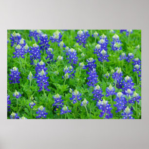 Affiche Bluebonnets
