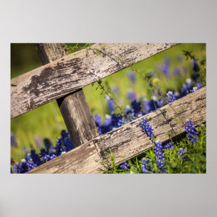 Affiche Bluebonnets de Texas autour d'une barrière de pays
