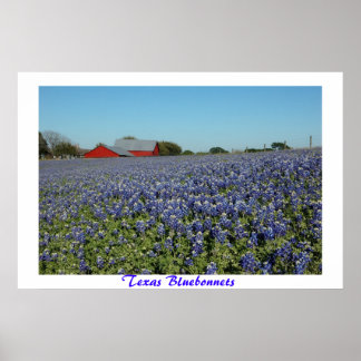 Affiche Bluebonnets du Texas