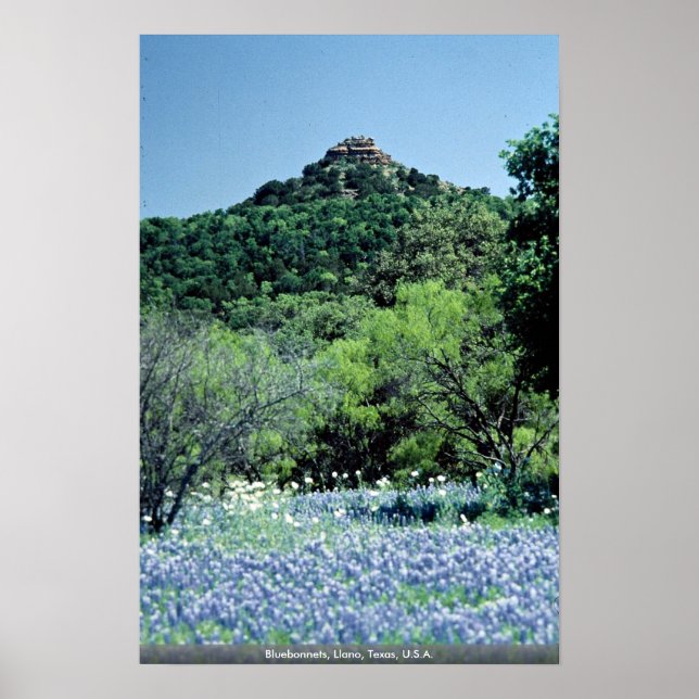 Affiche Bluebonnets, Llano, Texas, États-Unis (Devant)