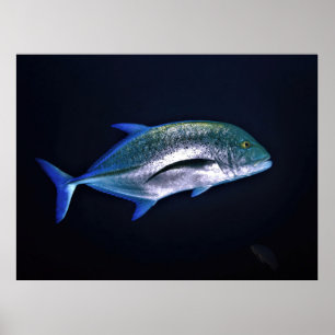 Affiche Bluefin Trevally