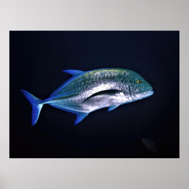Affiche Bluefin Trevally (Devant)