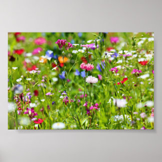 Affiche Blumenwiese