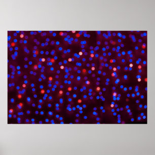 Affiche Blurred glittering christmas lights. Blurred abstr