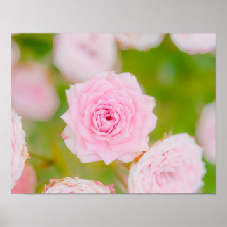 Affiche Blushing Petals