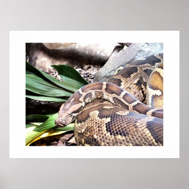 Affiche Boa constrictor (Devant)