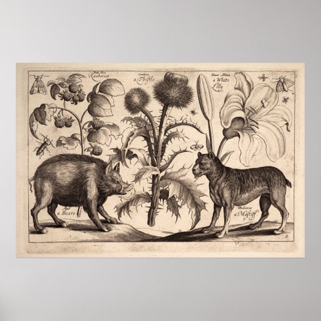 Affiche Boar et Mastiff (Devant)