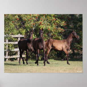 Affiche Bob Langrish   3 Jeunes andalous debout