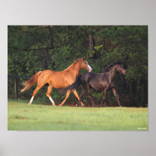 Affiche Bob Langrish Allemand Riding Pony Et Oldenburg