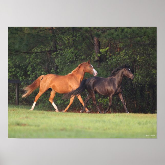 Affiche Bob Langrish | Allemand Riding Pony Et Oldenburg (Devant)