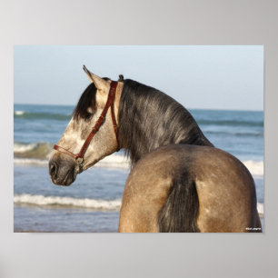 Affiche Bob Langrish   Andalucian Stallion Headshot Sea