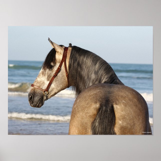Affiche Bob Langrish | Andalucian Stallion Headshot Sea (Devant)