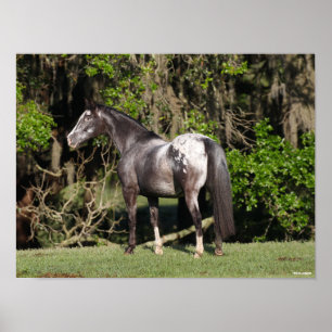 Affiche Bob Langrish   Appaloosa debout