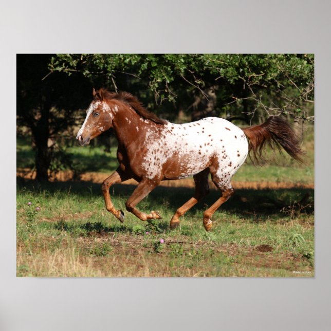 Affiche Bob Langrish | Appaloosa Horse Running (Devant)