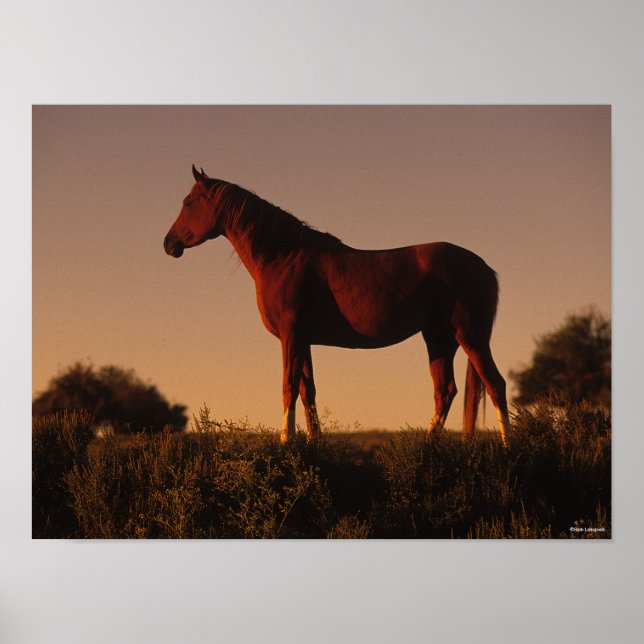 Affiche Bob Langrish | Arabe debout Au Coucher Du Soleil (Devant)