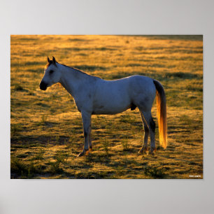 Affiche Bob Langrish   Arrière-lit debout