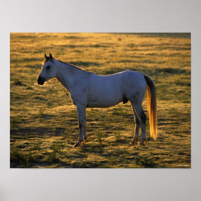 Affiche Bob Langrish | Arrière-lit debout (Devant)