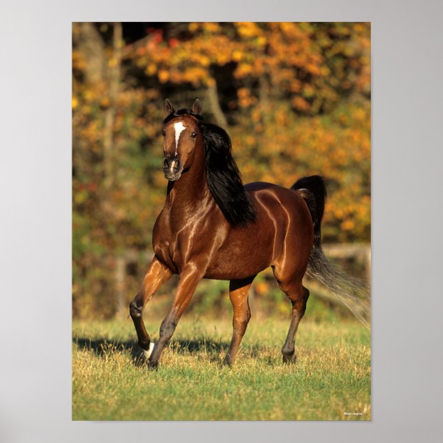 Affiche Bob Langrish | Arrière - plan automatique arabe de (Devant)