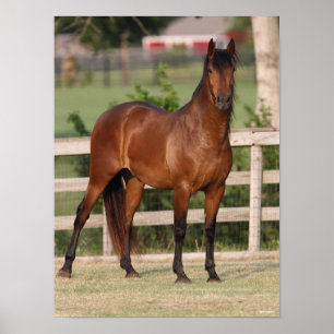 Affiche Bob Langrish   Baie Andalousie debout