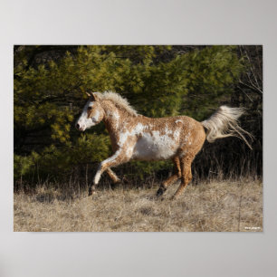 Affiche Bob Langrish   Bashkir Curly Stallion Courant