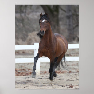 Affiche Bob Langrish   Bay Andalucian Stallion Running