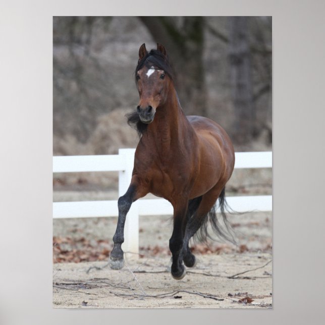 Affiche Bob Langrish | Bay Andalucian Stallion Running (Devant)
