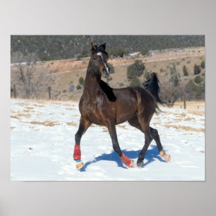 Affiche Bob Langrish   Bay Arab Horse Running In Snow