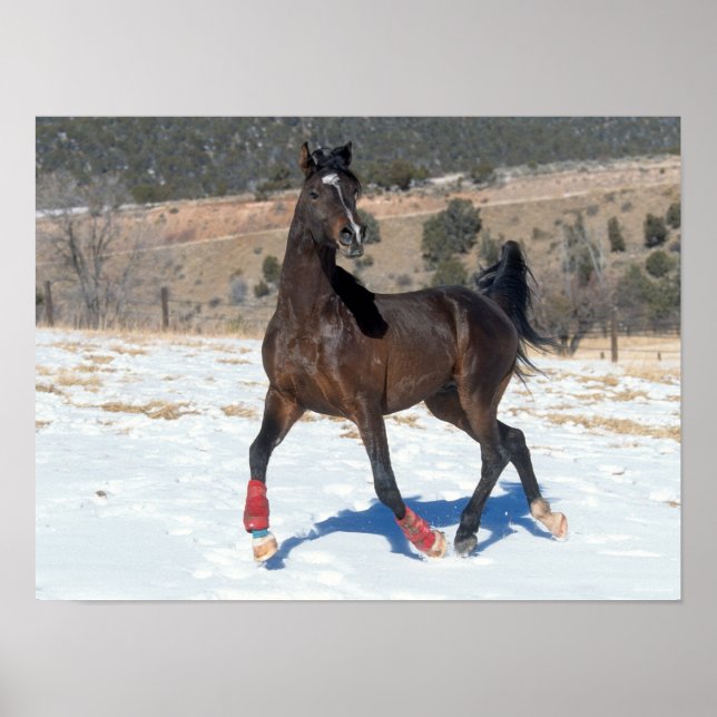 Affiche Bob Langrish | Bay Arab Horse Running In Snow (Devant)