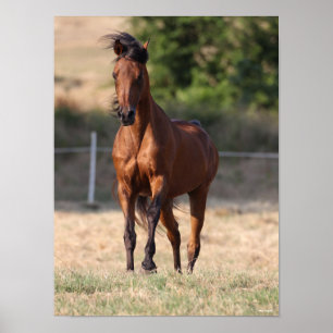Affiche Bob Langrish   Bay Arab Standing Mane Blowing