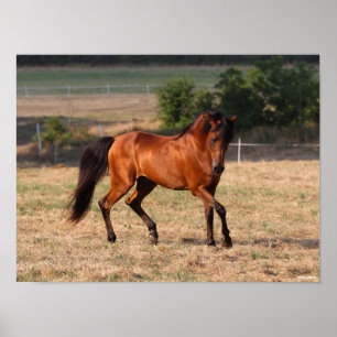 Affiche Bob Langrish   Bay Arab Walking