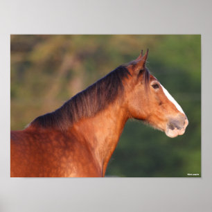 Affiche Bob Langrish   Bay Clydesdale Headshot