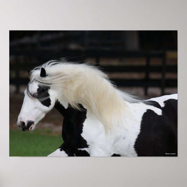 Affiche Bob Langrish Black And White Gypsy Vanner Headshot (Devant)