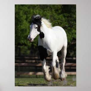 Affiche Bob Langrish Black and White Gypsy Vanner Running