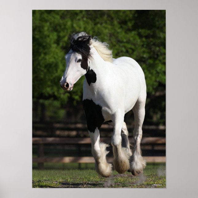 Affiche Bob Langrish Black and White Gypsy Vanner Running (Devant)