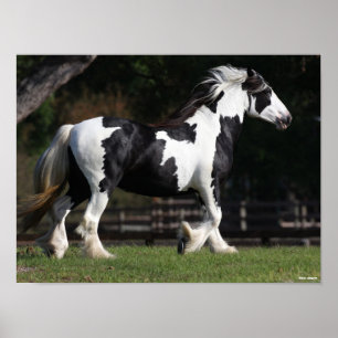 Affiche Bob Langrish Black and White Gypsy Vanner Walking