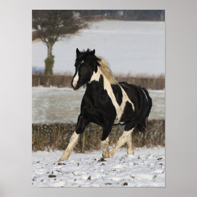 Affiche Bob Langrish Black and White Welsh Cob in the Snow (Devant)