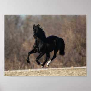 Affiche Bob Langrish   Black Andalucian Stallion Courir