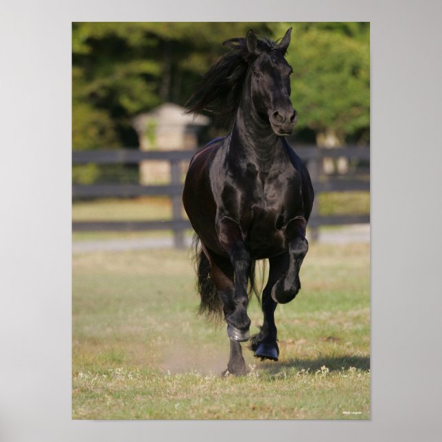 Affiche Bob Langrish | Black Friesian Mare Running (Devant)
