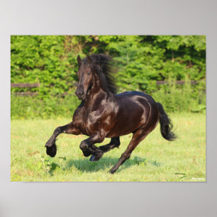 Affiche Bob Langrish   Black Friesian Running