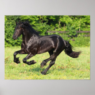 Affiche Bob Langrish   Black Friesian Running