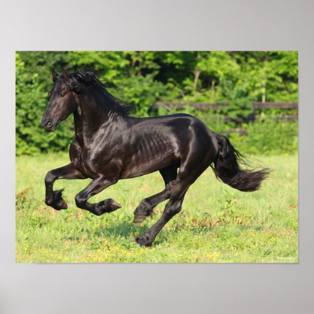 Affiche Bob Langrish | Black Friesian Running (Devant)