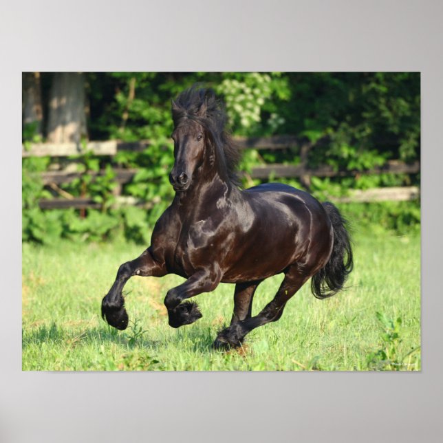 Affiche Bob Langrish | Black Friesian Running (Devant)