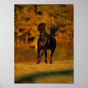 Affiche Bob Langrish   Black Friesian Running En Automne
