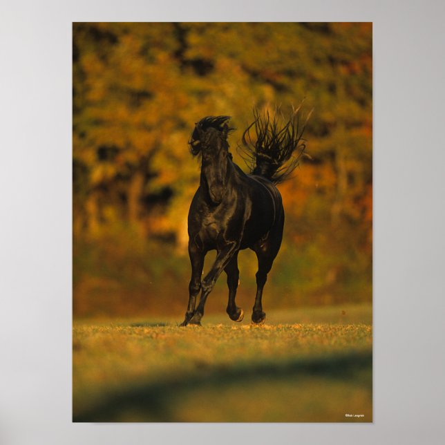 Affiche Bob Langrish | Black Friesian Running En Automne (Devant)