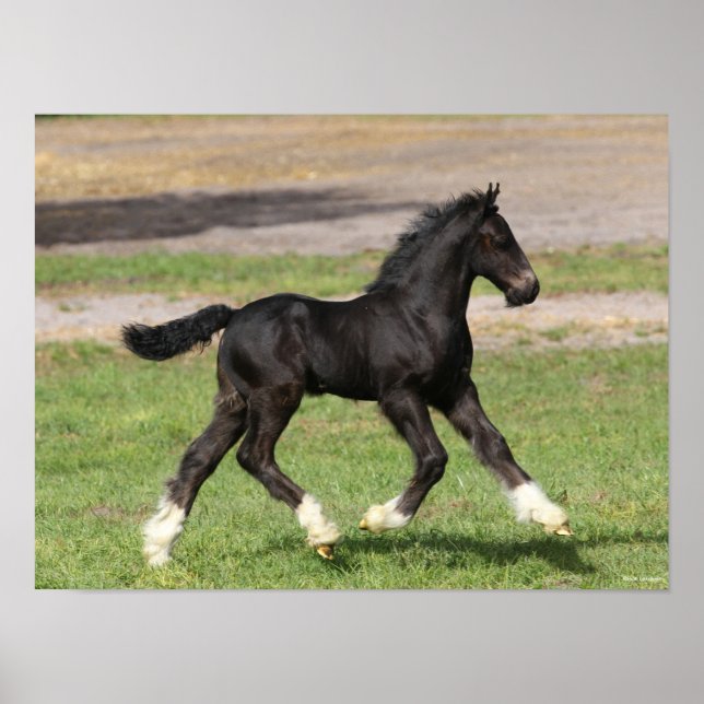 Affiche Bob Langrish | Black Gypsy Vanner Foal Running (Devant)