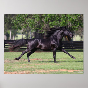 Affiche Bob Langrish   Black Lusitano Runer Mane Flow
